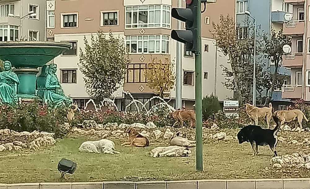 Başıboş Köpekler Parları Mesken Tuttu 