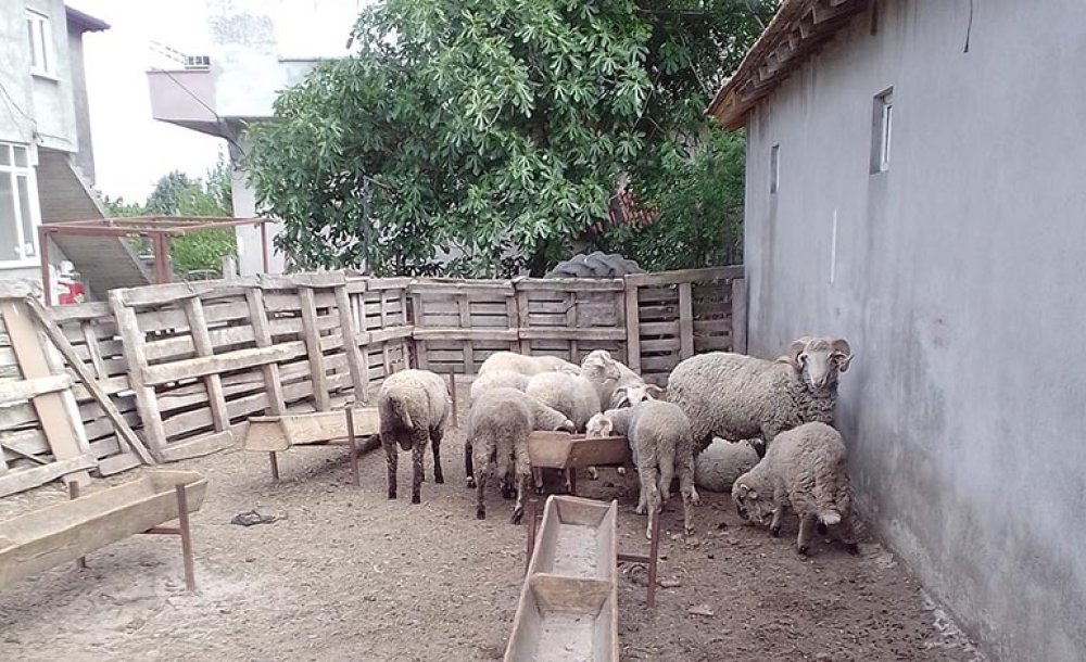 Çorlu'da Hayvancılık Terk Ediliyor!