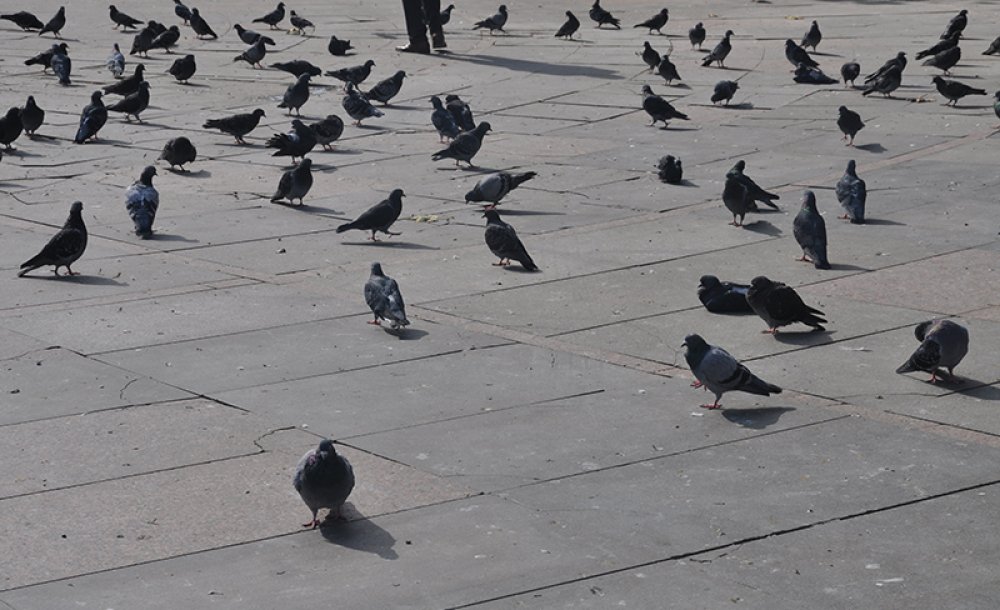 Meydandaki Kuş Pislikleri Tepki Çekiyor