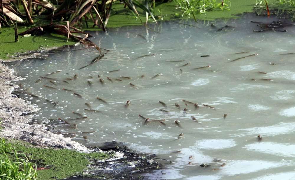  Teke Deresi'ndeki Kirlilik Nedeniyle Balıklar Su Yüzeyine Çıktı