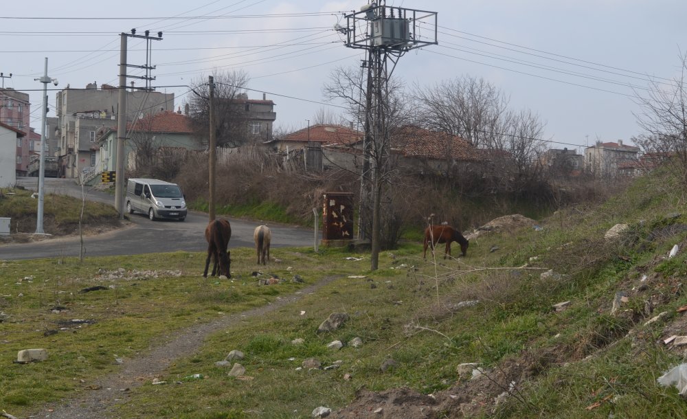 Tarihi Çorlu Kalesi Pislik İçinde!