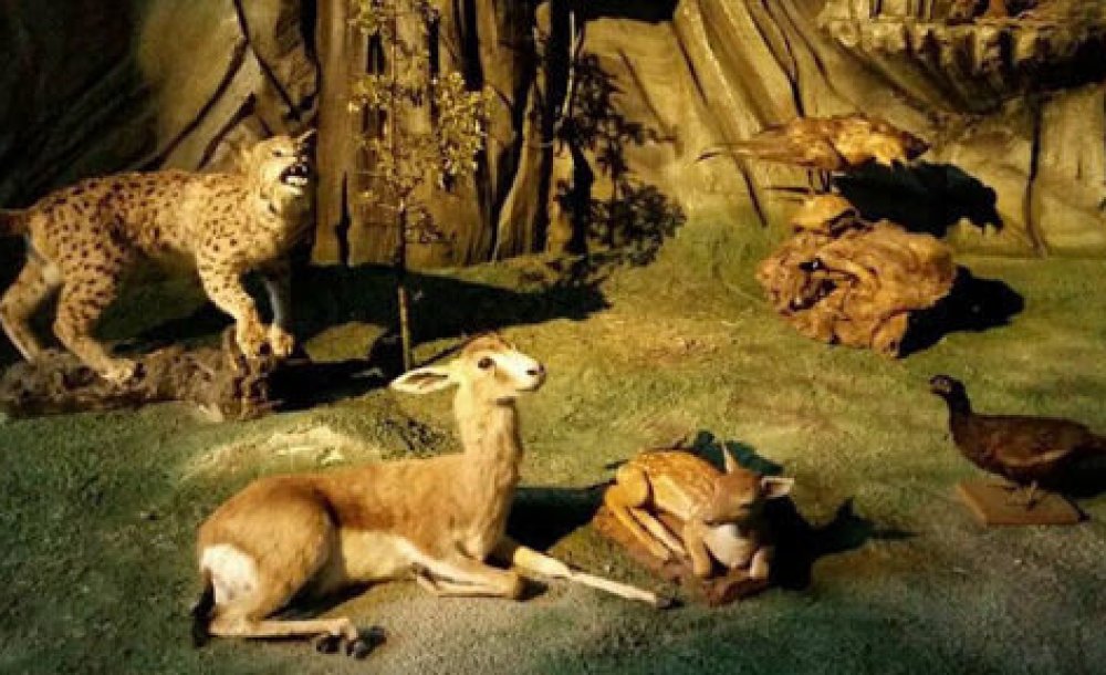 5 Yıldır Açılamayan Müze!