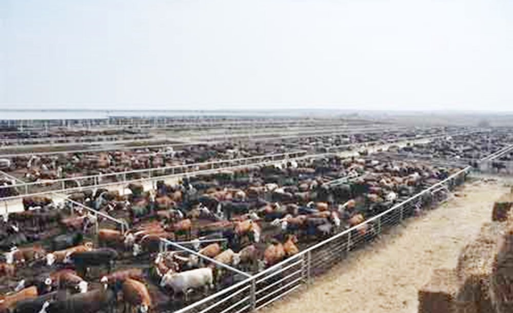 Angus Kokusuna Hayir!