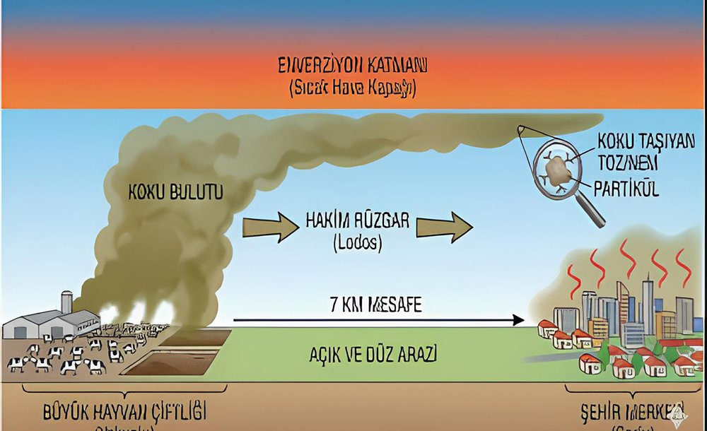 Angus Kokusuna Hayir!
