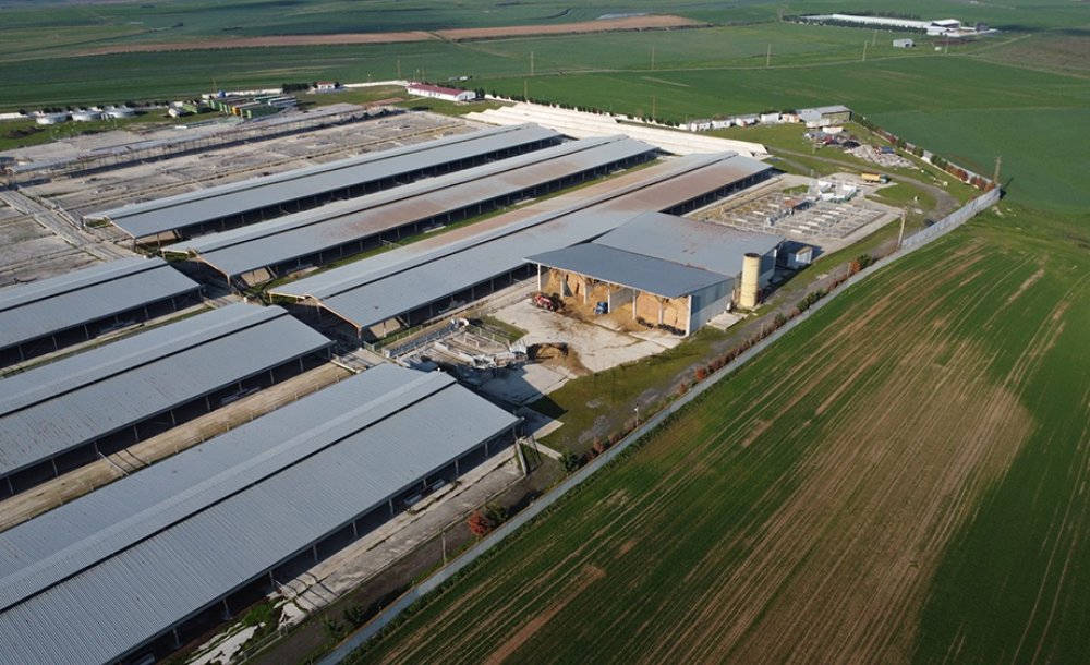 Angus Kokusuna Hayir!