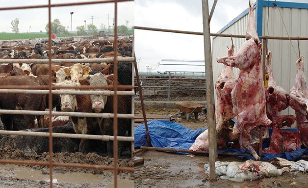 Angus Kokusuna Karşı;  Çorlu Çed Toplantisina Odaklandi 