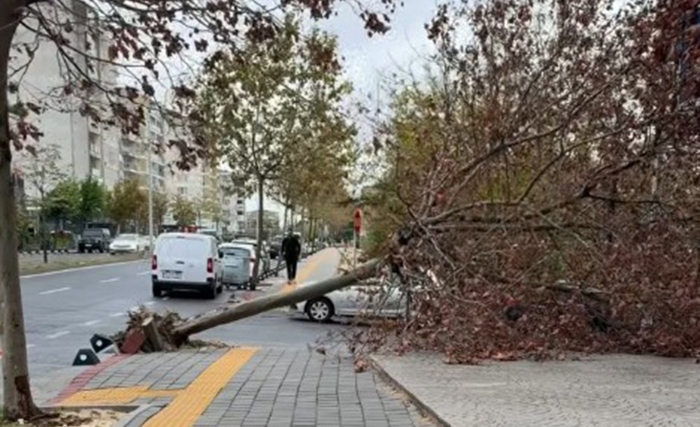 Aşırı Rüzgâr Nedeniyle Ağaçlar Devrildi