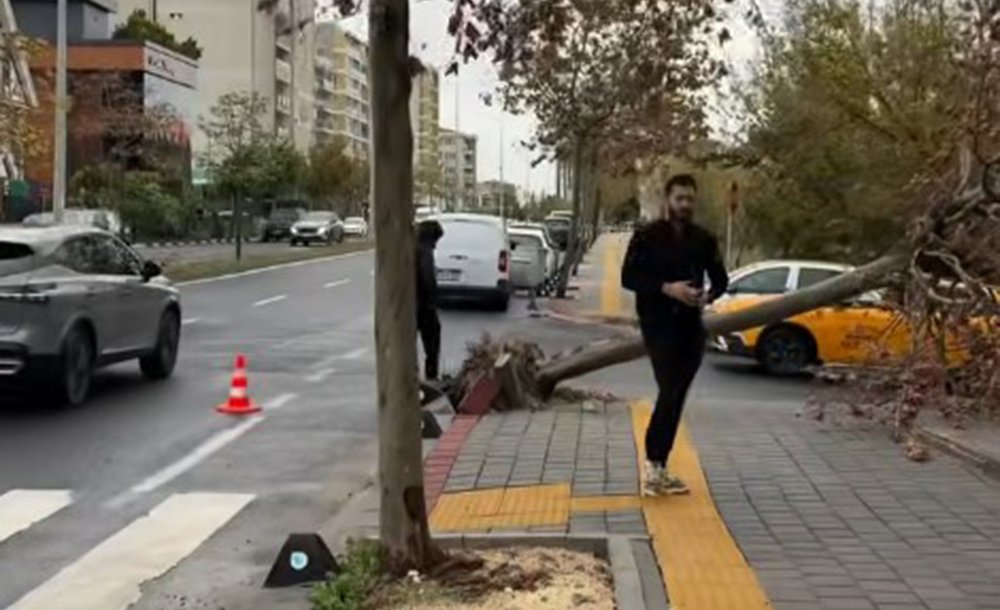 Aşırı Rüzgâr Nedeniyle Ağaçlar Devrildi