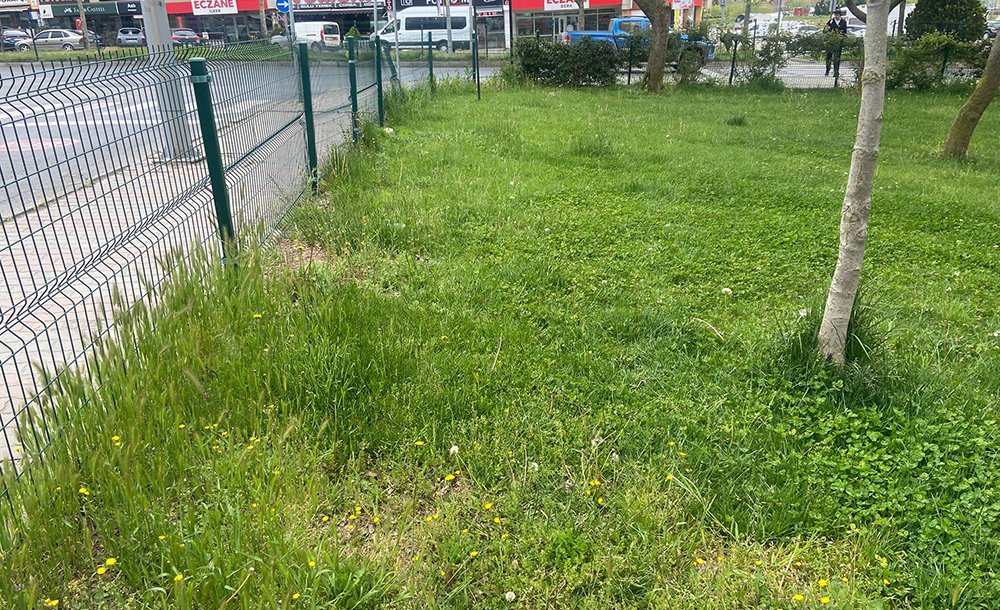 Baharın Gelmesiyle Parklar Yeşile Büründü