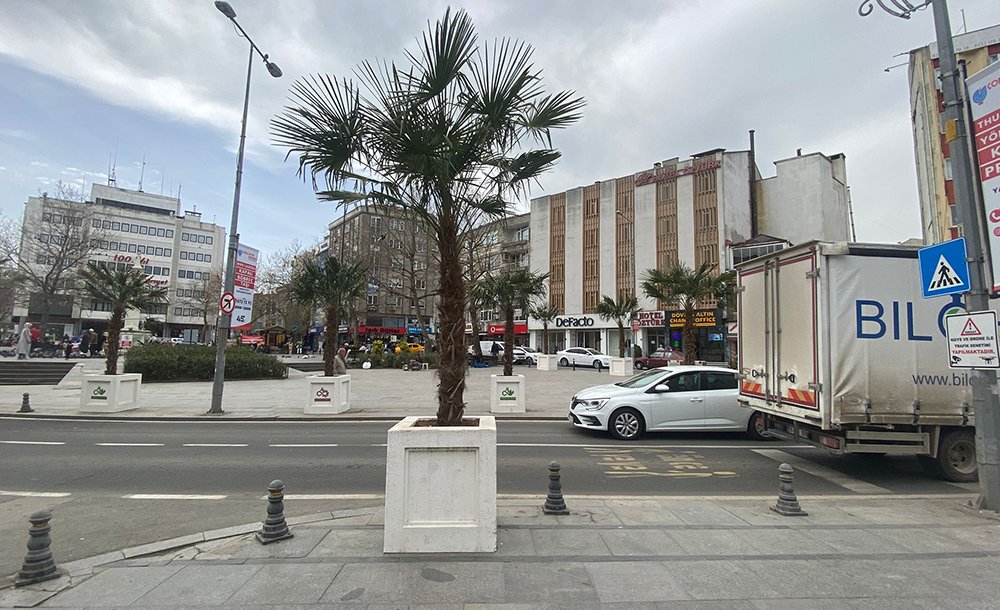 Belediyeden Meydana Palmiye Dokunuşu!