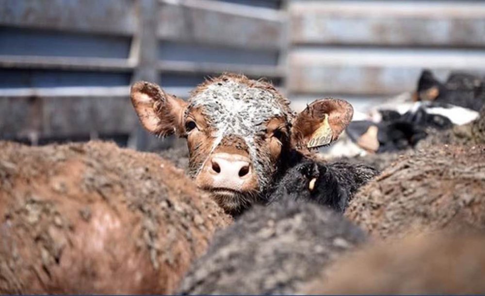 Çorlu'nun Kaderi Bu Olamaz!