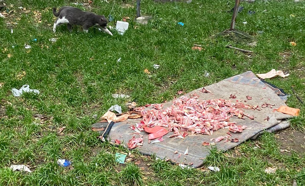 Hayvan Sevgisi Çevreyi Kirleterek Gösterilmez