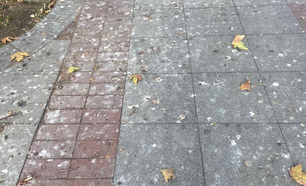 Kaldırımların Üzeri Kuş Pisliğinden Geçilmiyor 