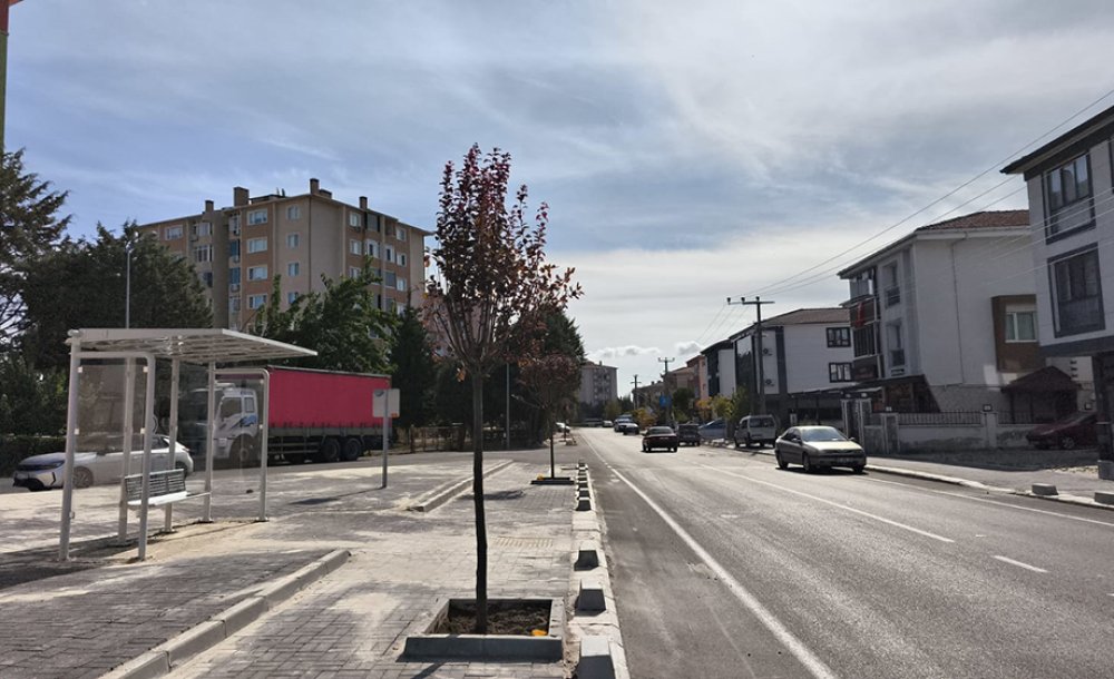 Kumru Caddesi'nin Ağaçları Da Dikildi