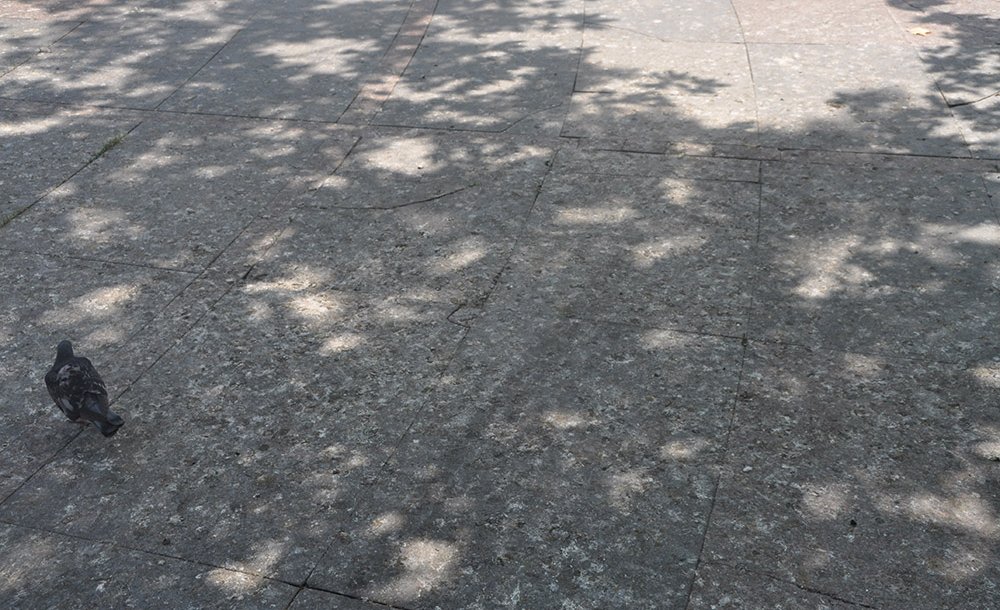 Kuş Pislikleri Tepki Çekiyor 