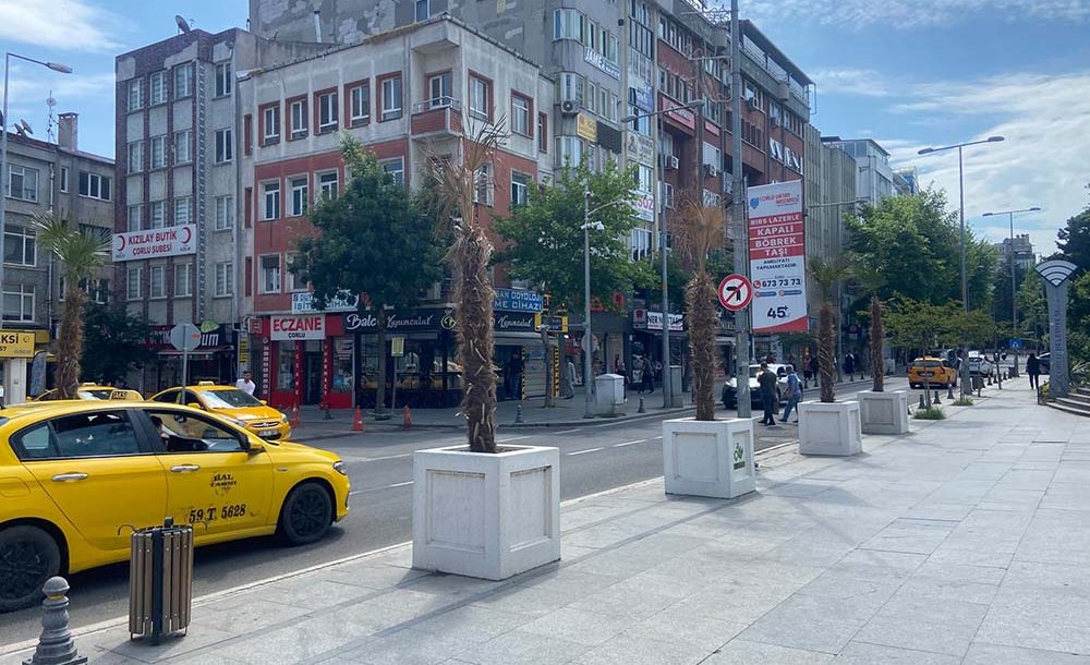 Palmiye Ağaçları Kurumaya Başladı 