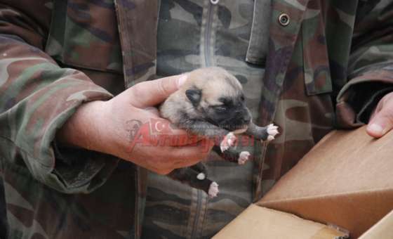 Anne Ve Yavru Köpeği Akut Kurtardı
