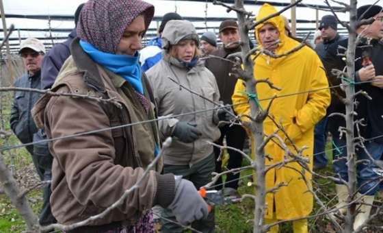 Tekirdağ'da Meyvecilik Bakım Ve Budama Kursu Devam Ediyor