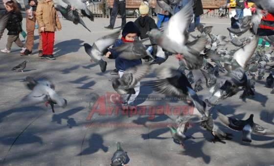 Güvercinler Çocukların İlgi Odağı Oluyor