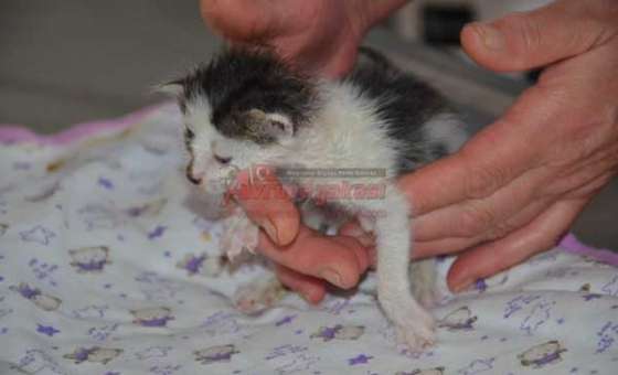 Veterinerin Kapısına Yavru Kedi Bıraktılar