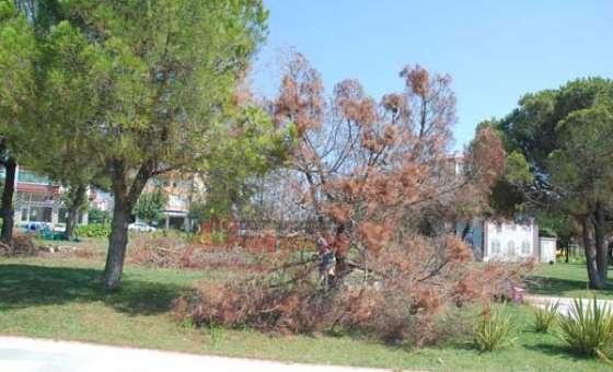 Cumhuriyet Parkındaki Kuruyan Ağaçlar Kesiliyor
