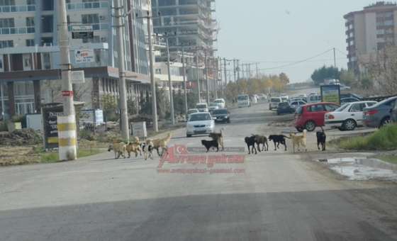 Köpek Sürüsü Korkutuyor