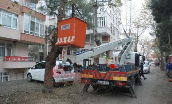 Çorlu Belediyesi Ekipleri Ağaçları Buduyor