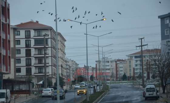 Sokak Lambaları Şaşırtıyor