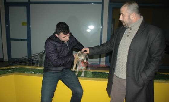 Gebe Kediye Esnaf Sahip Çıktı