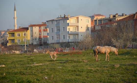 Yol Kenarındaki Atlar Tehlike Saçıyor
