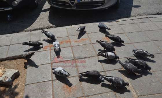 Otogarın Simitçi Amcası