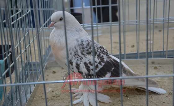 25 Bin Tl'ye Güvercin