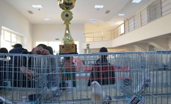 25 Bin Tl'ye Güvercin