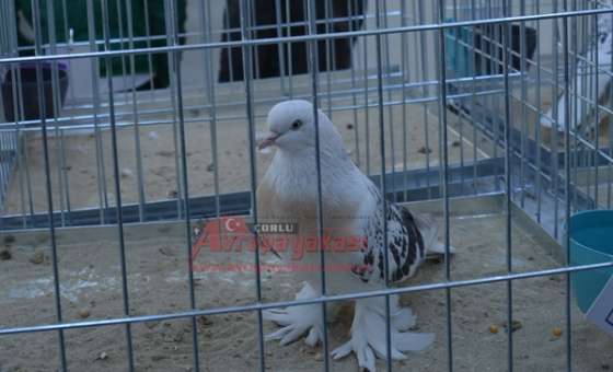 25 Bin Tl'ye Güvercin