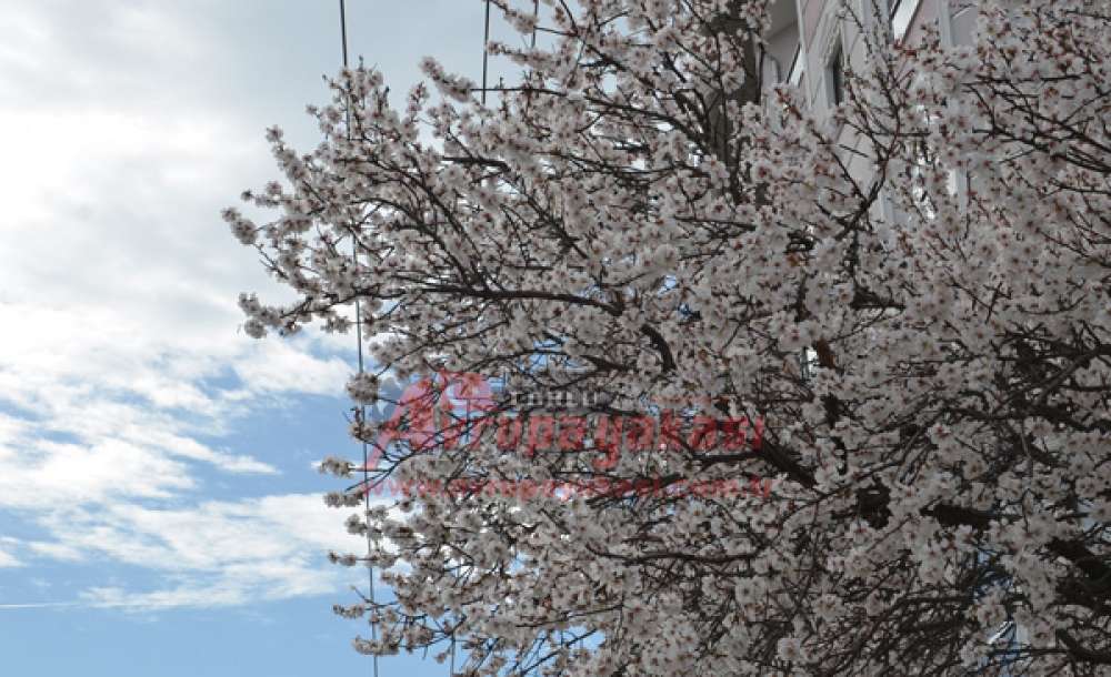 Kış Ayında Ağaçlar Çiçek Açtı