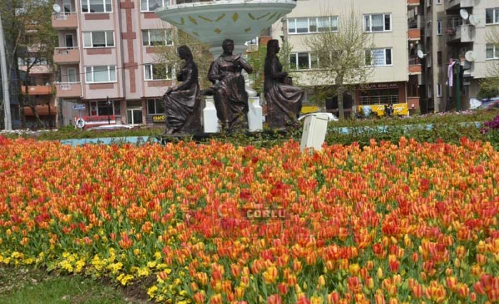 Çorlu Lalelerle Bezendi