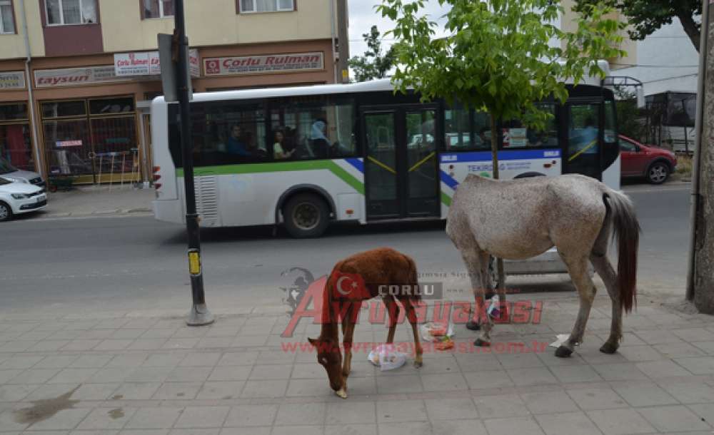 Başıboş Atlar Çorlu Caddelerinde Geziyor