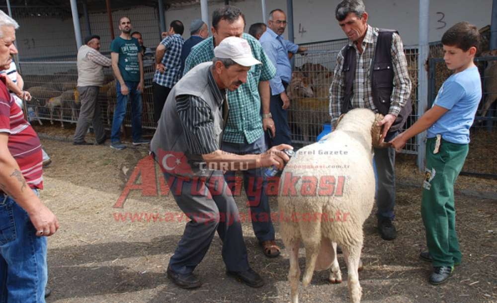 Kurban Pazarının En Büyüğü Alıcısını Buldu