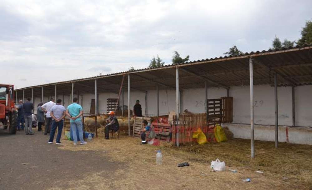 Besicilerin Yüzü Güldü