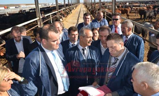 Angus Çiftliği Kapılarını Milletvekillerine Açtı  