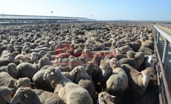 Angus Çiftliği Kapılarını Milletvekillerine Açtı  