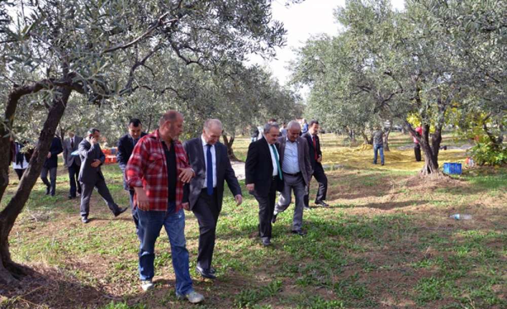 Vali Mehmet Ceylan Zeytin Hasadına Katıldı