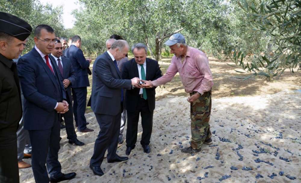 Vali Mehmet Ceylan Zeytin Hasadına Katıldı