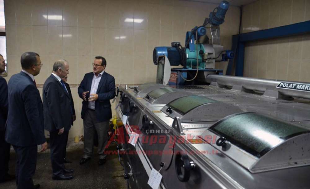 Vali Mehmet Ceylan Zeytin Hasadına Katıldı