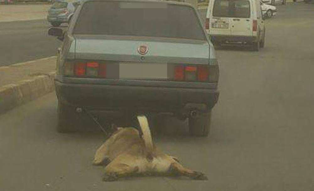Çorlu'da Çekilen Fotoğraf Sosyal Medyayı Ayağa Kaldırdı