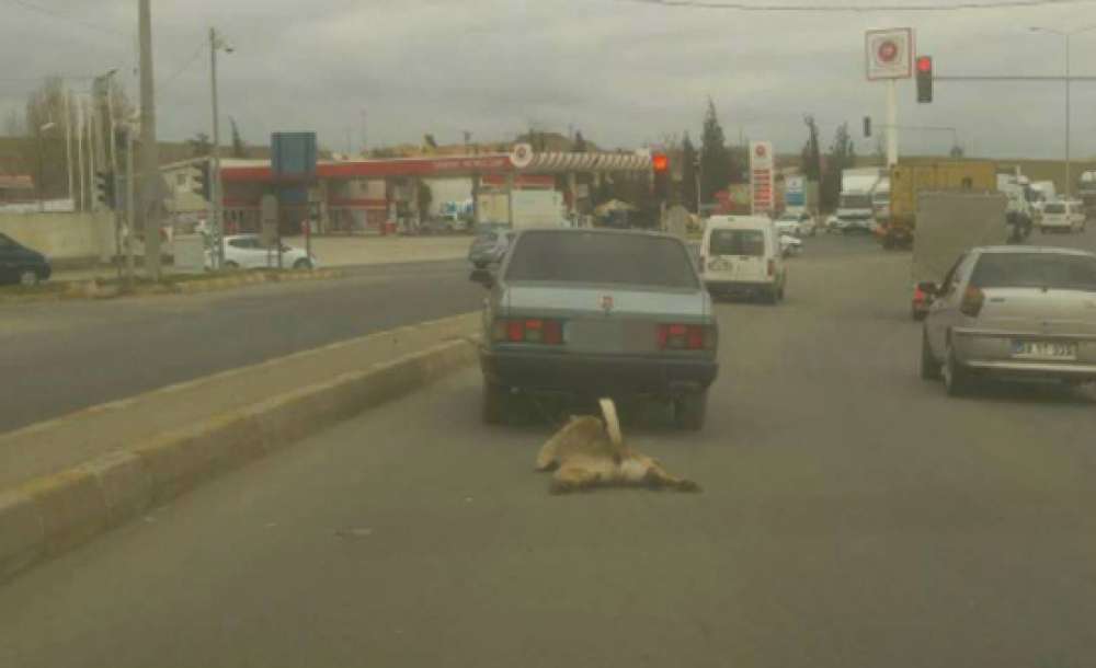 Çorlu'da Çekilen Fotoğraf Sosyal Medyayı Ayağa Kaldırdı