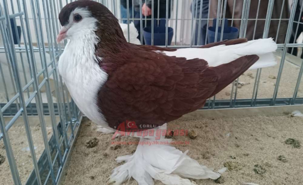 Araba Fiyatına Güvercin
