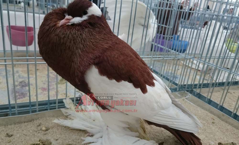 Araba Fiyatına Güvercin