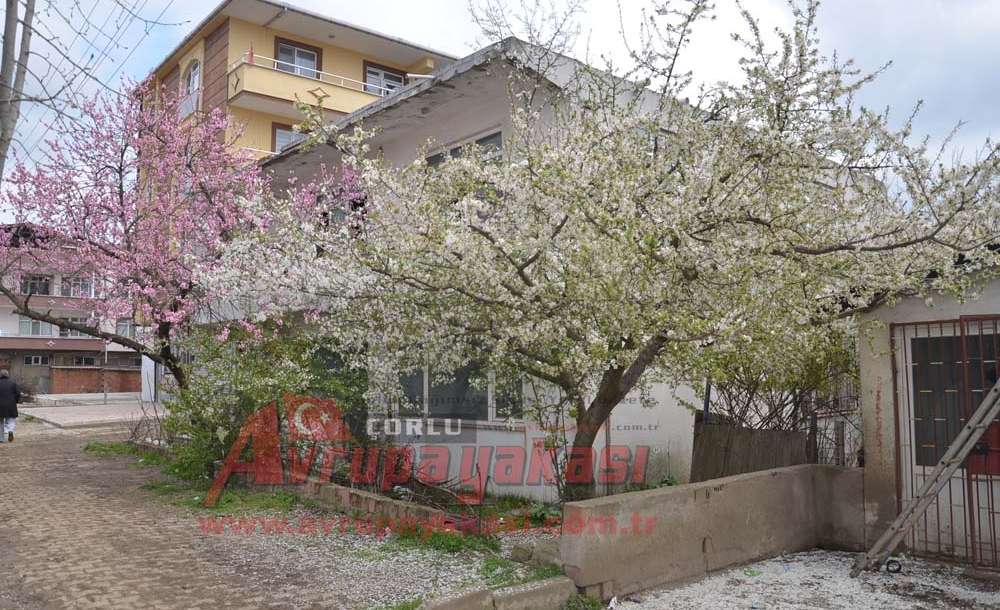 Cemre Düştü Ağaçlar Çiçek Açtı