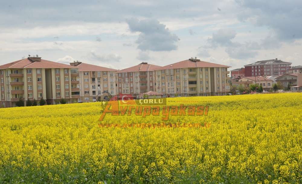 Çorlu Sarıya Boyandı
